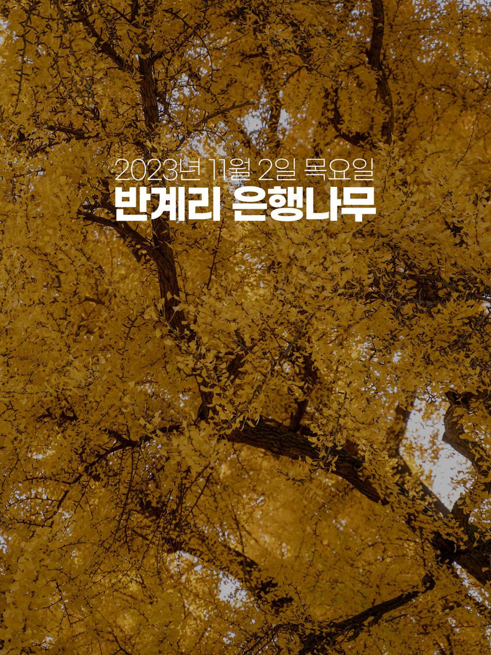 (사진) 원주 반계리 은행나무 1페이지