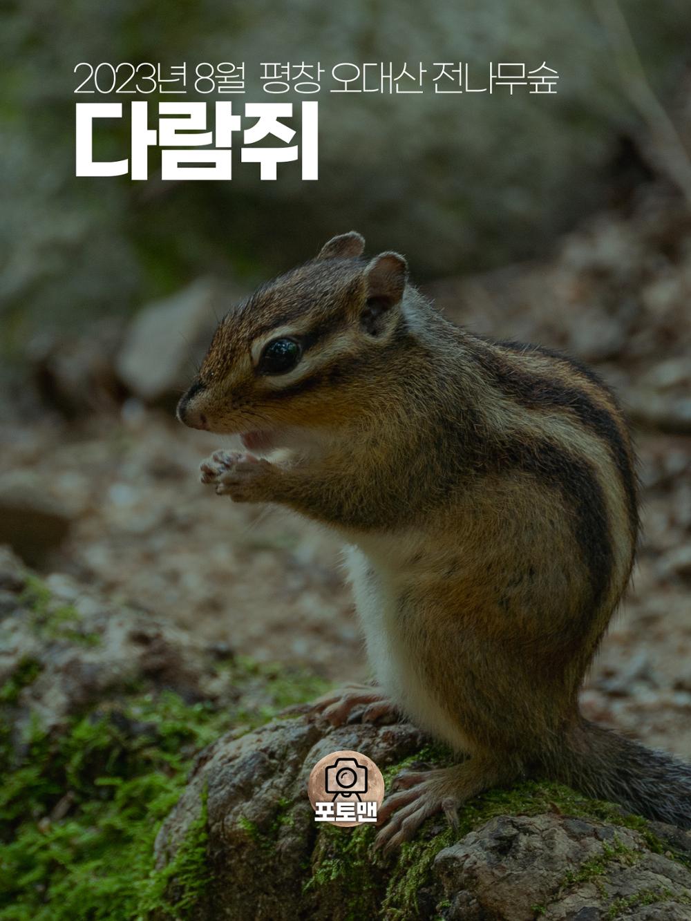 (사진) 2023년 오대산 전나무숲 다람쥐 1페이지