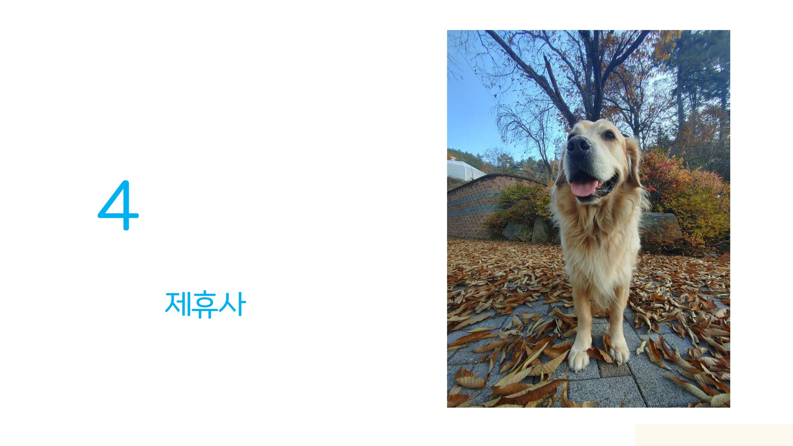 라이프위드도그 소개서 26페이지