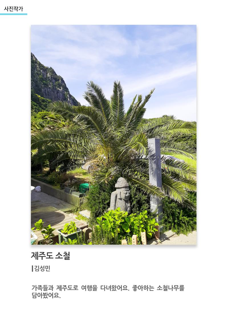 아르떼아카데미_제주도 소철 1페이지