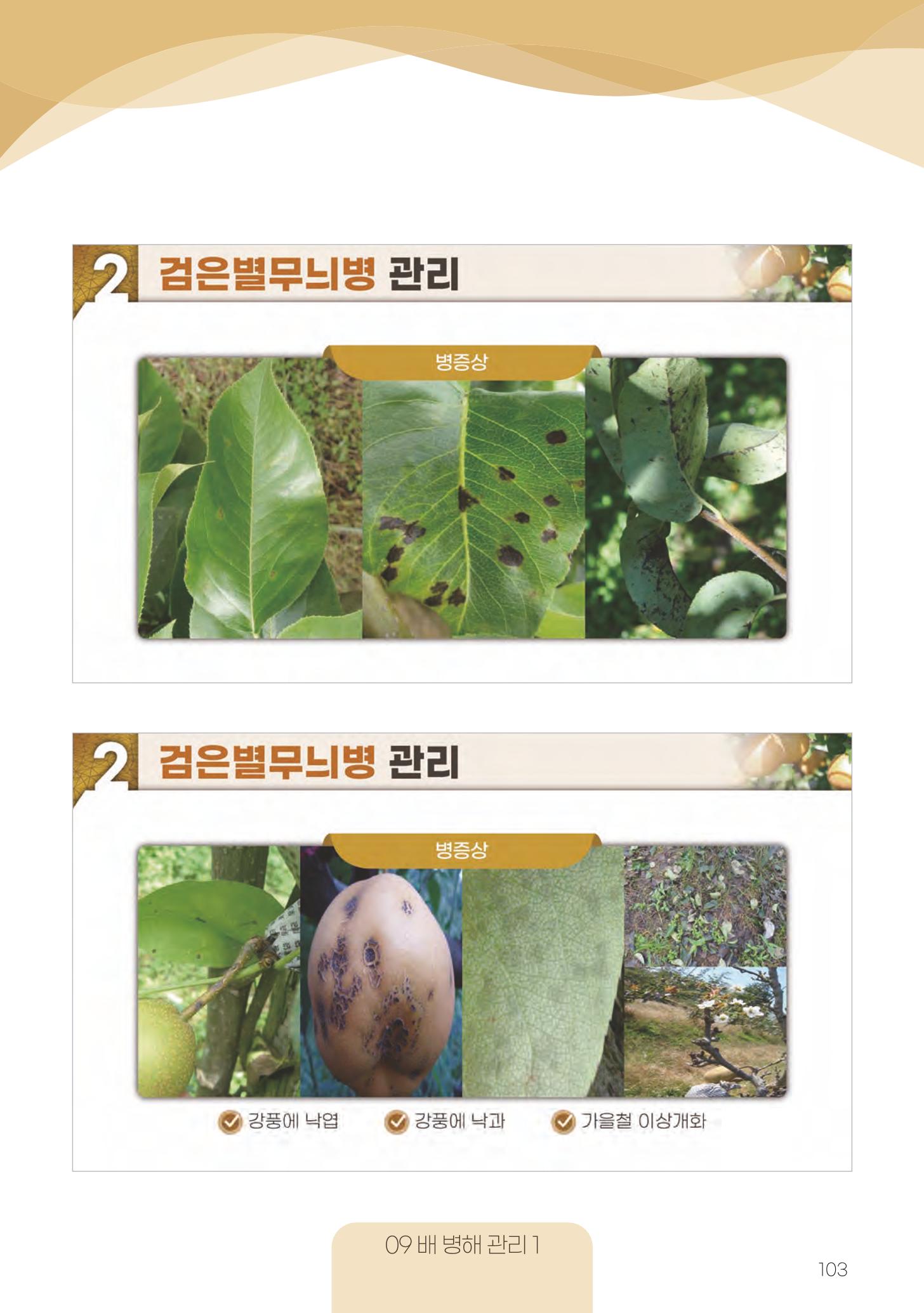 고품질 배 생산 및 수출 교육[2022] 103페이지