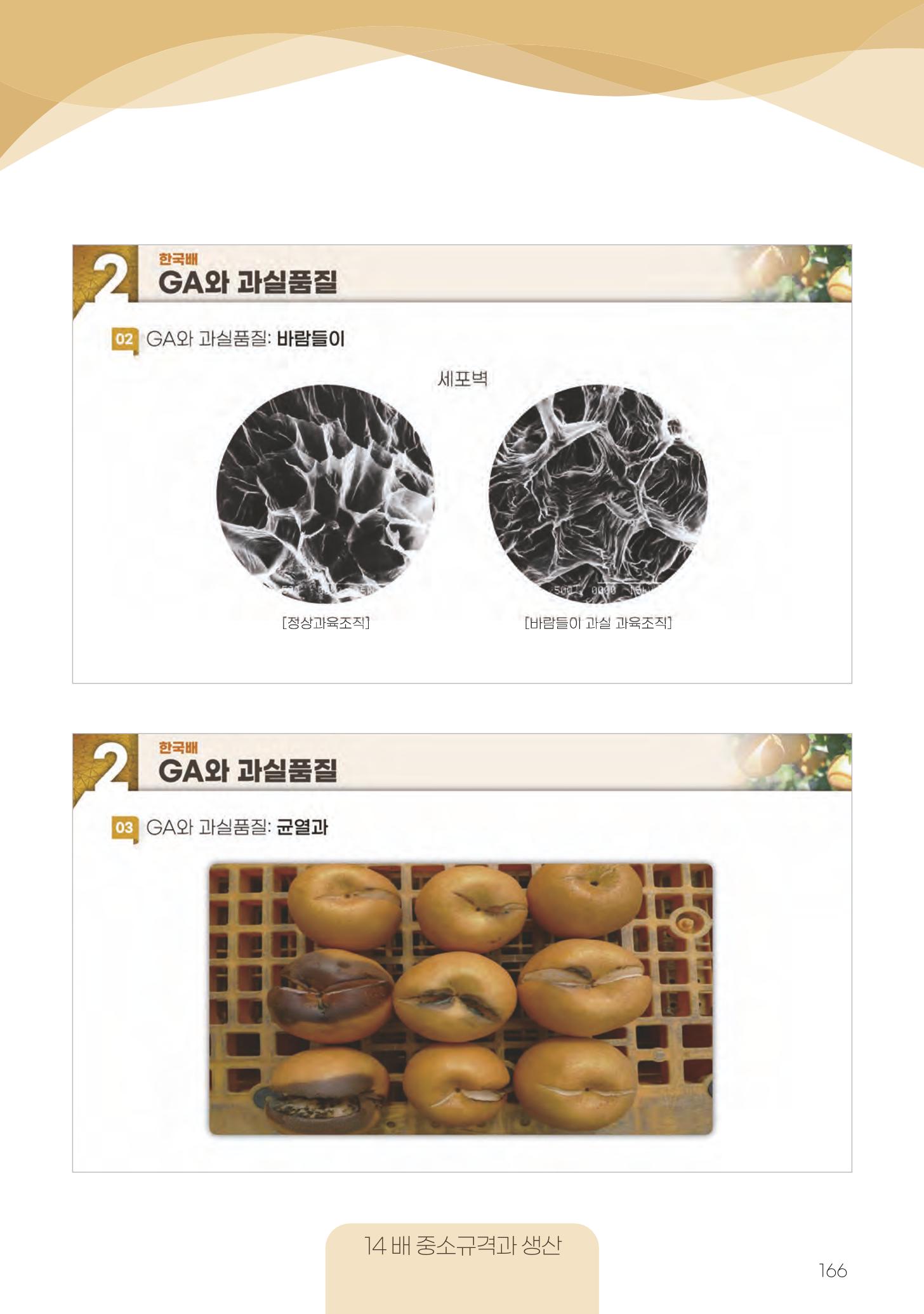 고품질 배 생산 및 수출 교육[2022] 166페이지