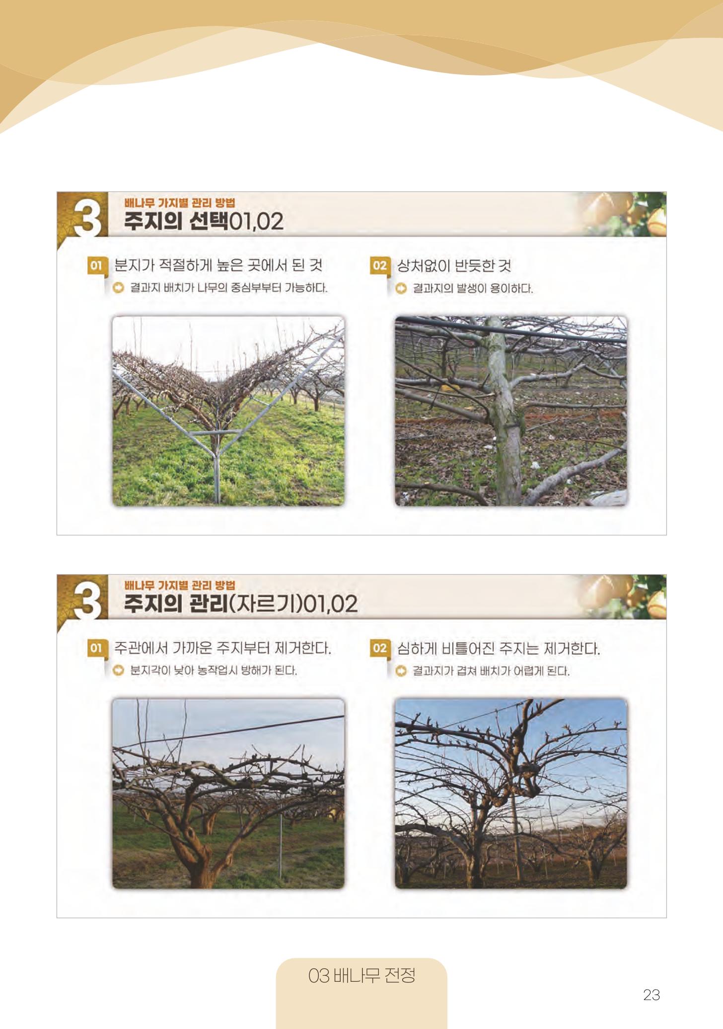 고품질 배 생산 및 수출 교육[2022] 23페이지