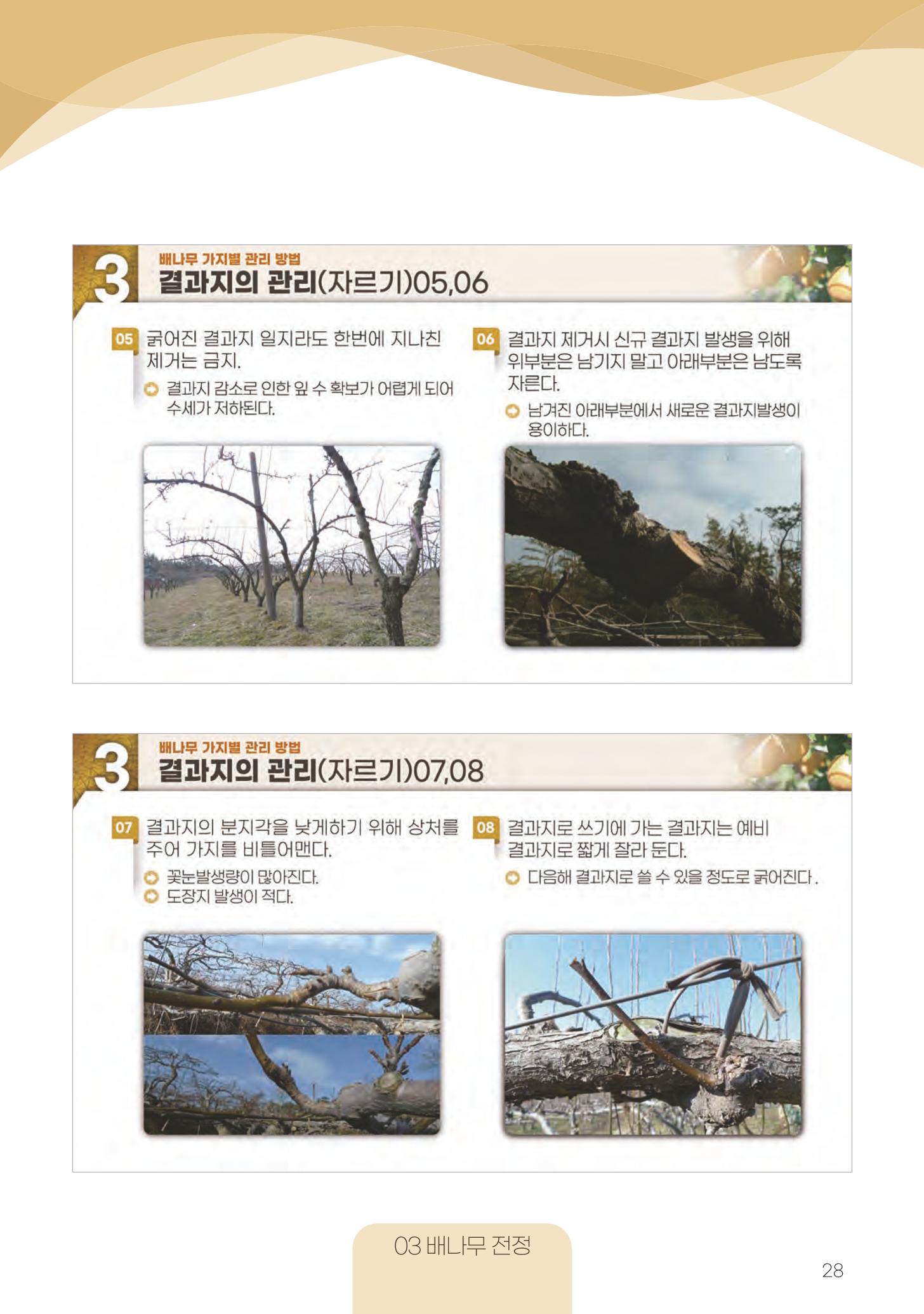고품질 배 생산 및 수출 교육[2022] 28페이지