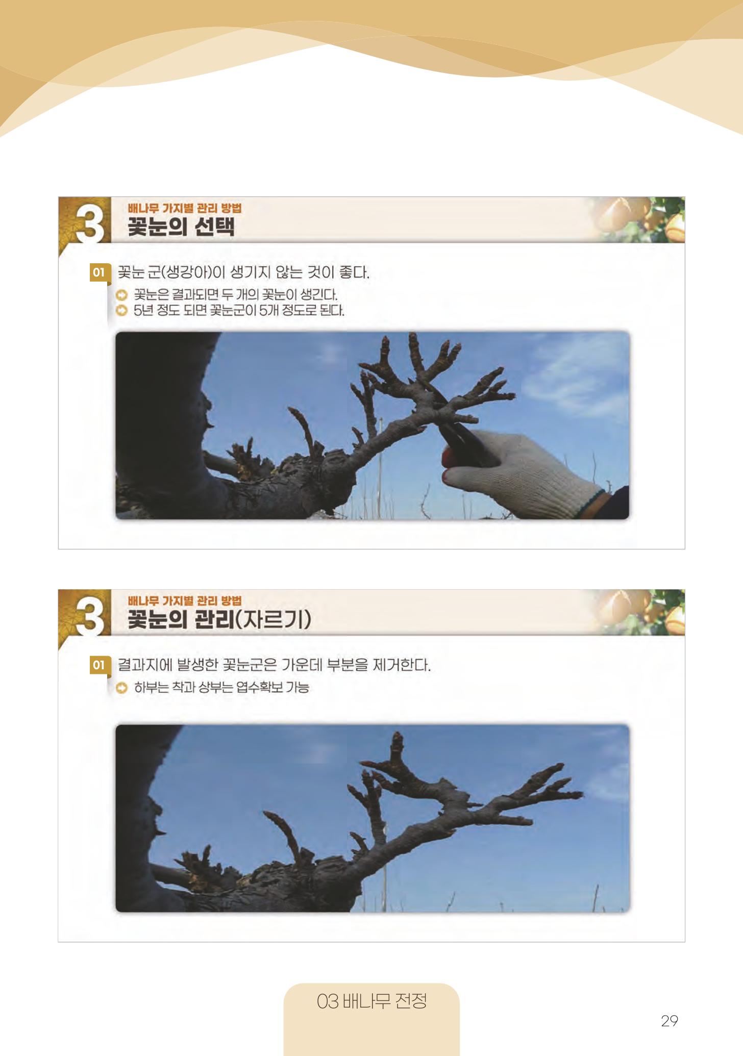 고품질 배 생산 및 수출 교육[2022] 29페이지