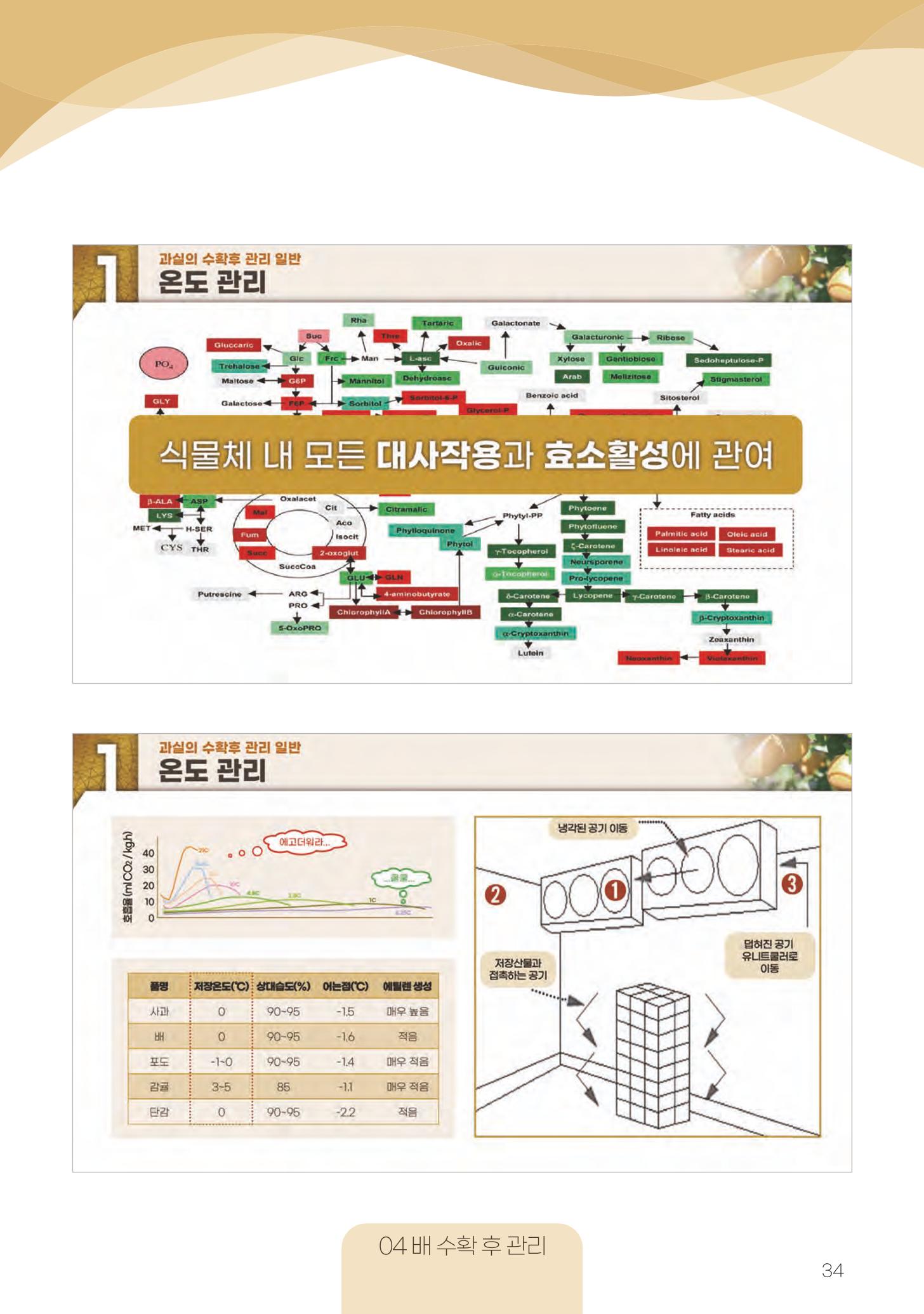 고품질 배 생산 및 수출 교육[2022] 34페이지