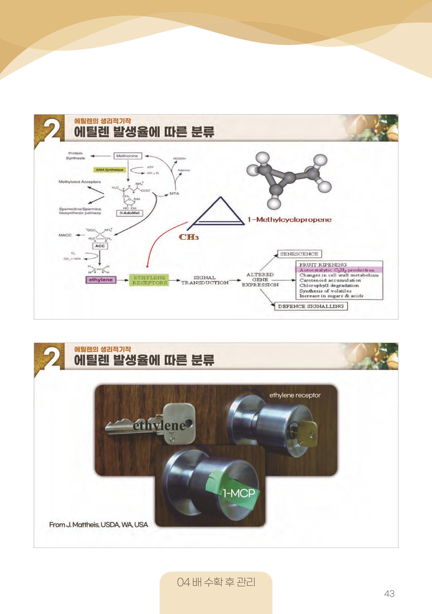 고품질 배 생산 및 수출 교육[2022] 43페이지