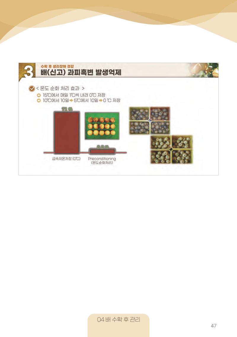 고품질 배 생산 및 수출 교육[2022] 47페이지