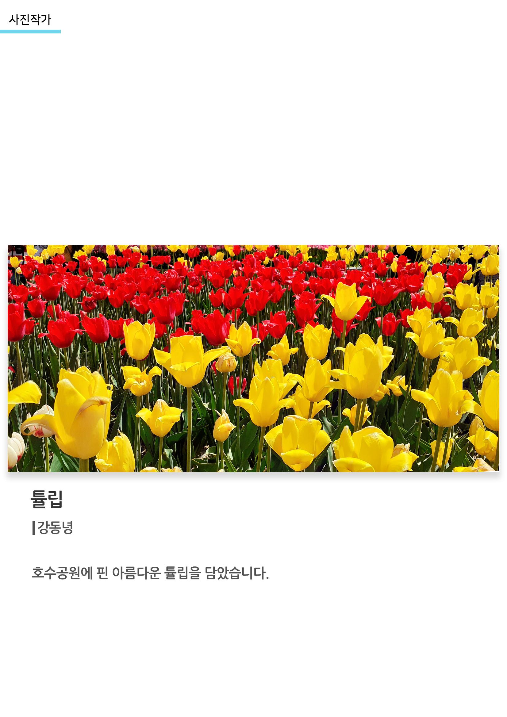 아르떼아카데미_튤립 1페이지