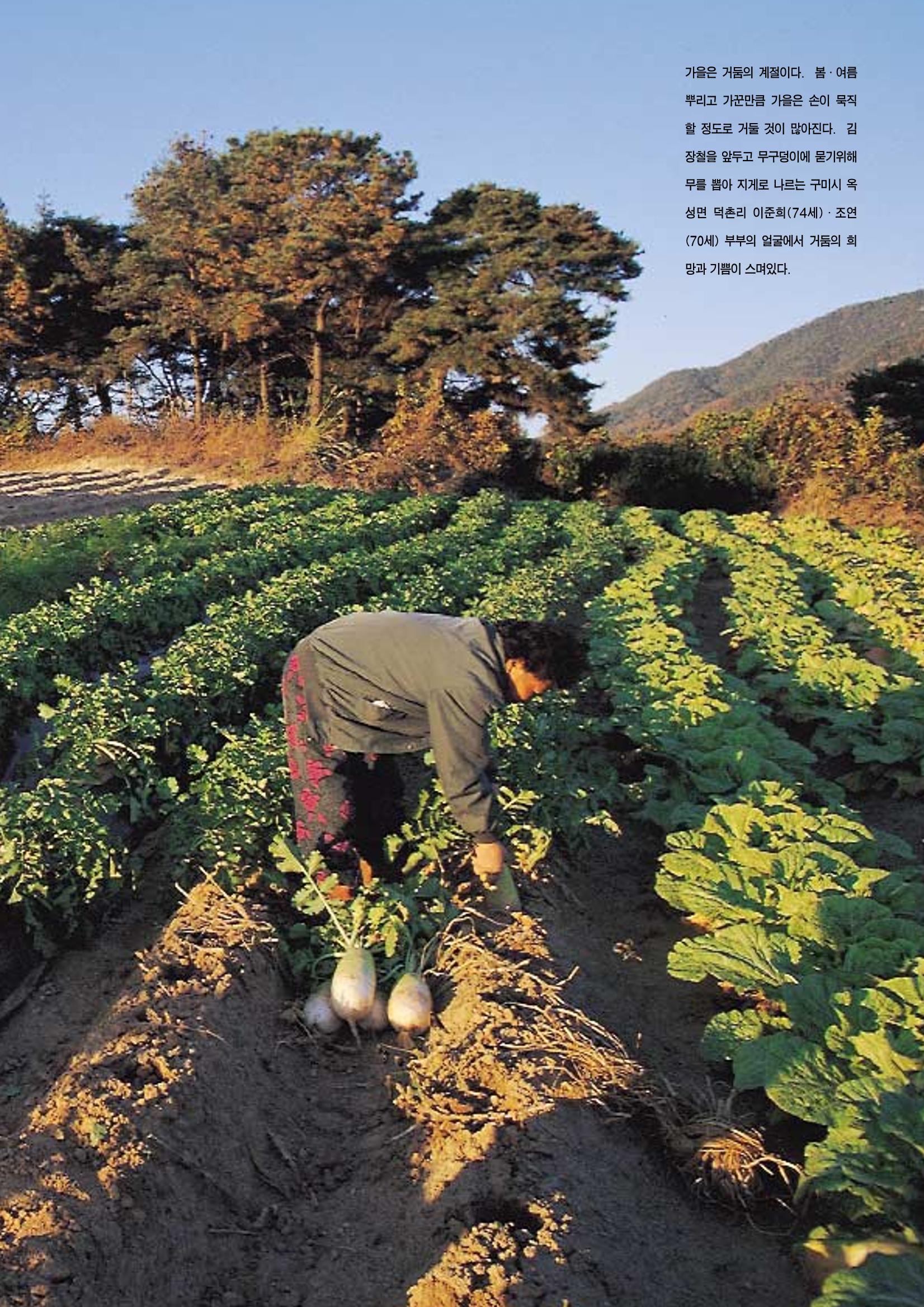 향토와 문화 vol.12 新 농가월령가(98년 11,12월) 48페이지