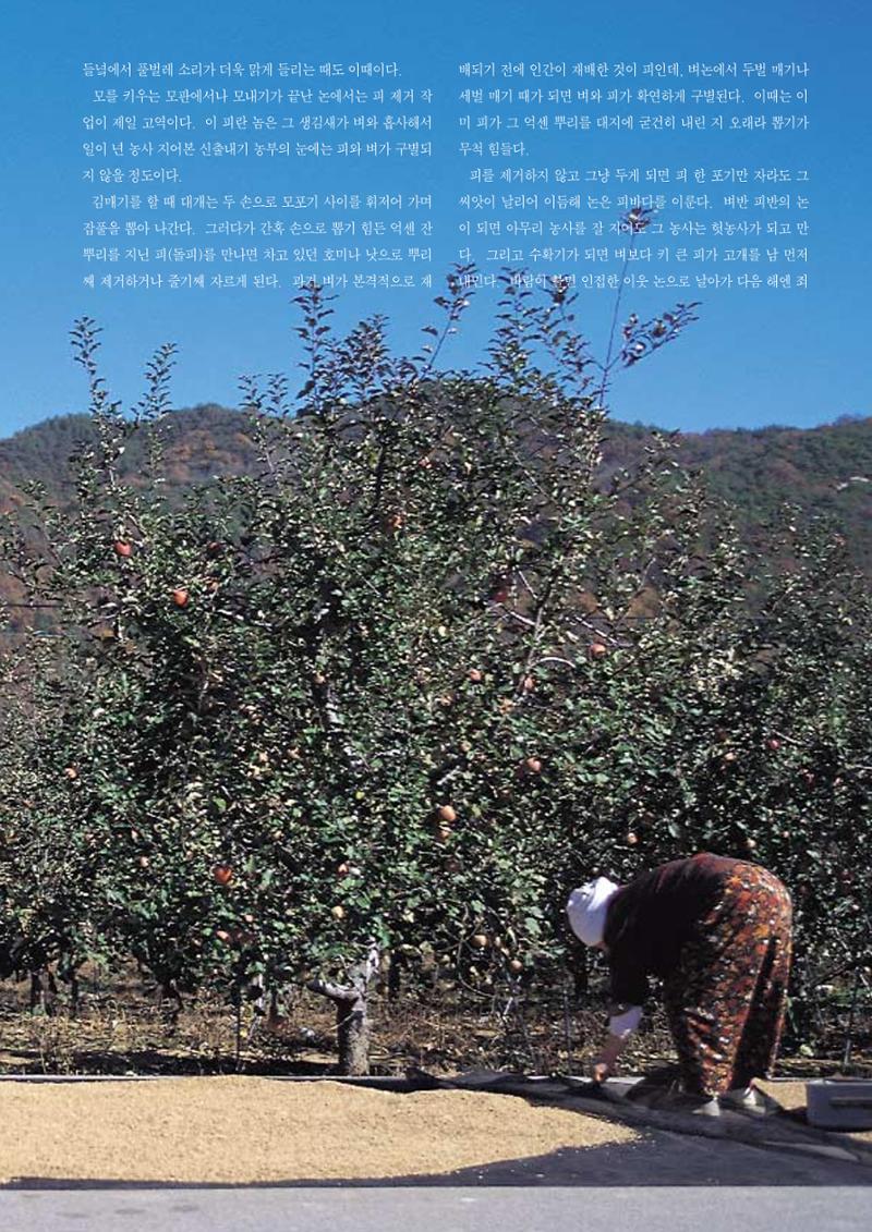 향토와 문화 vol.12 新 농가월령가(98년 11,12월) 58페이지