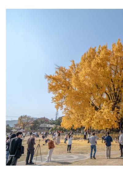 (사진) 원주 반계리 은행나무 13페이지