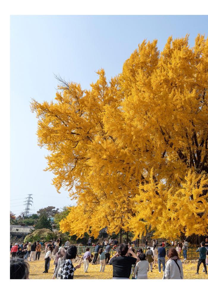 (사진) 원주 반계리 은행나무 5페이지