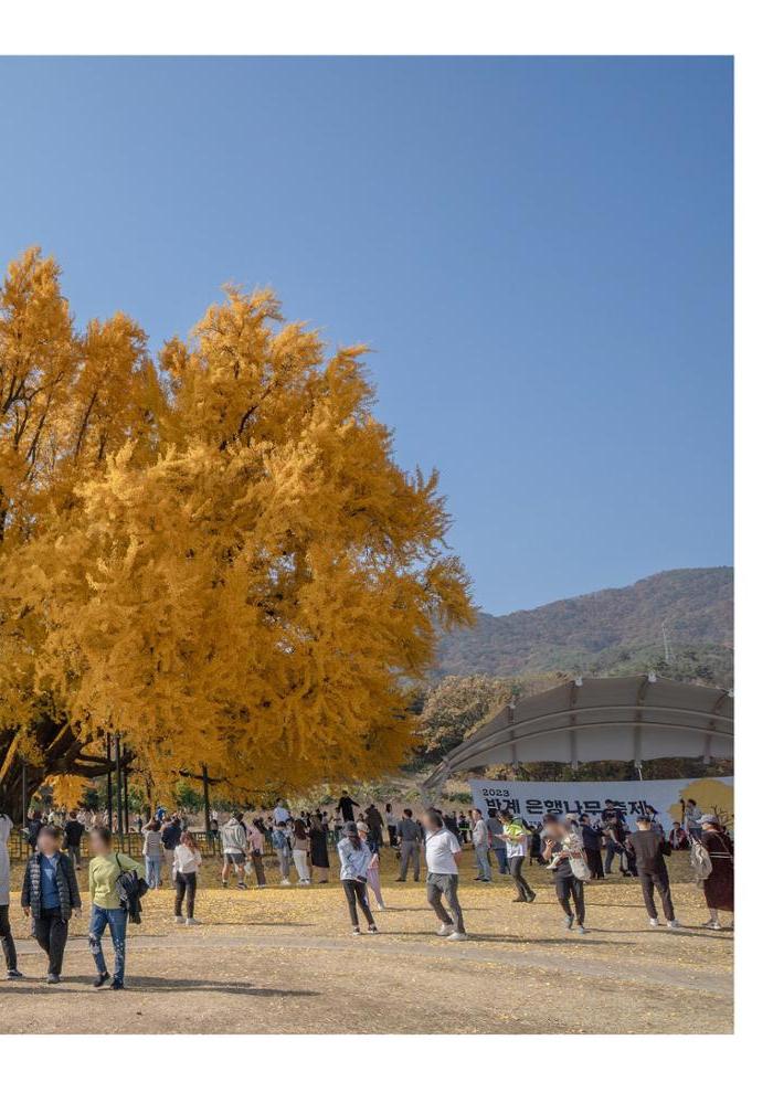 (사진) 원주 반계리 은행나무 14페이지