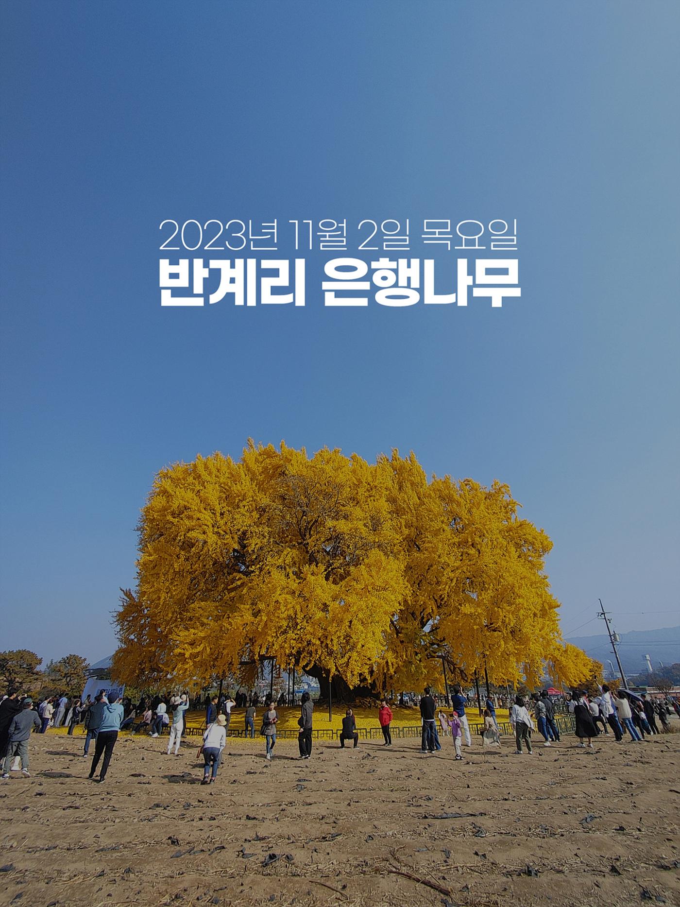 (사진) 원주 반계리 은행나무 1페이지