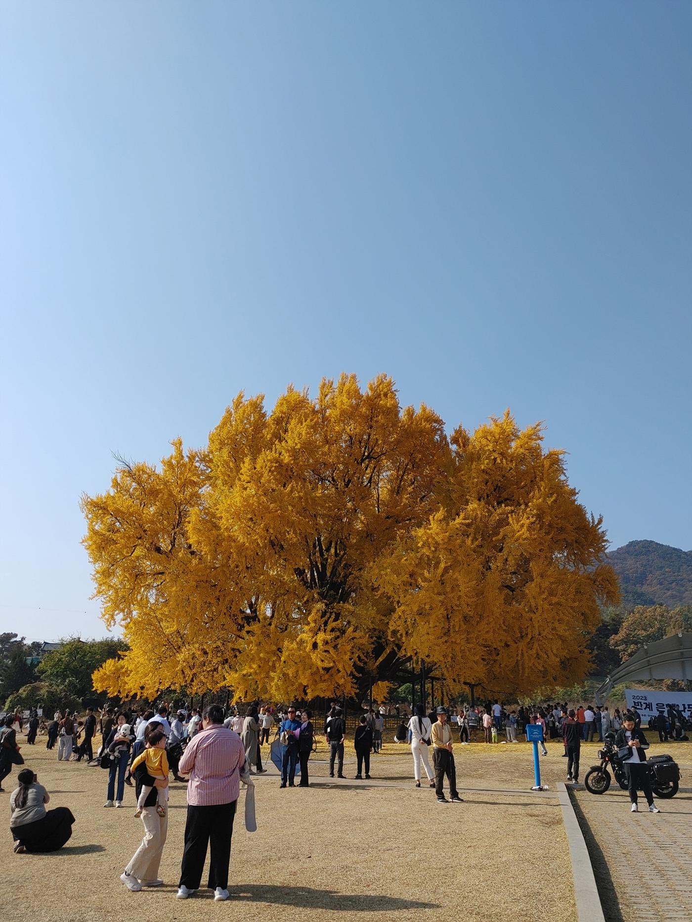 (사진) 원주 반계리 은행나무 10페이지