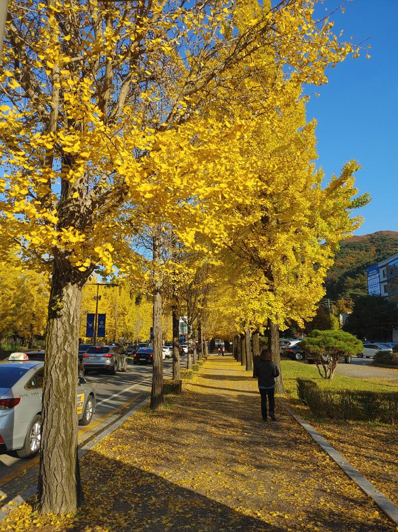 (사진) 원주 연세대학교 은행나무길 3페이지