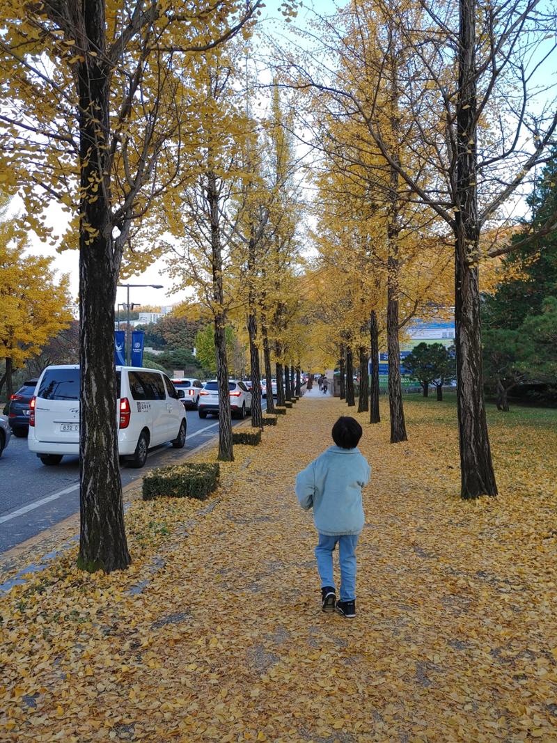 (사진) 원주 연세대학교 은행나무길 9페이지