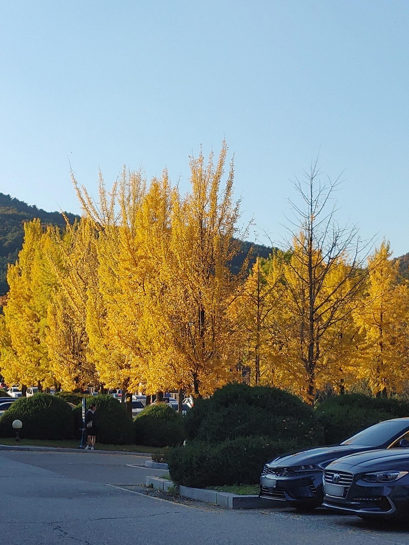 (사진) 원주 연세대학교 은행나무길 2페이지
