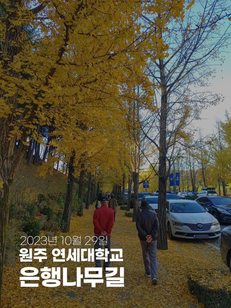 (사진) 원주 연세대학교 은행나무길 1페이지