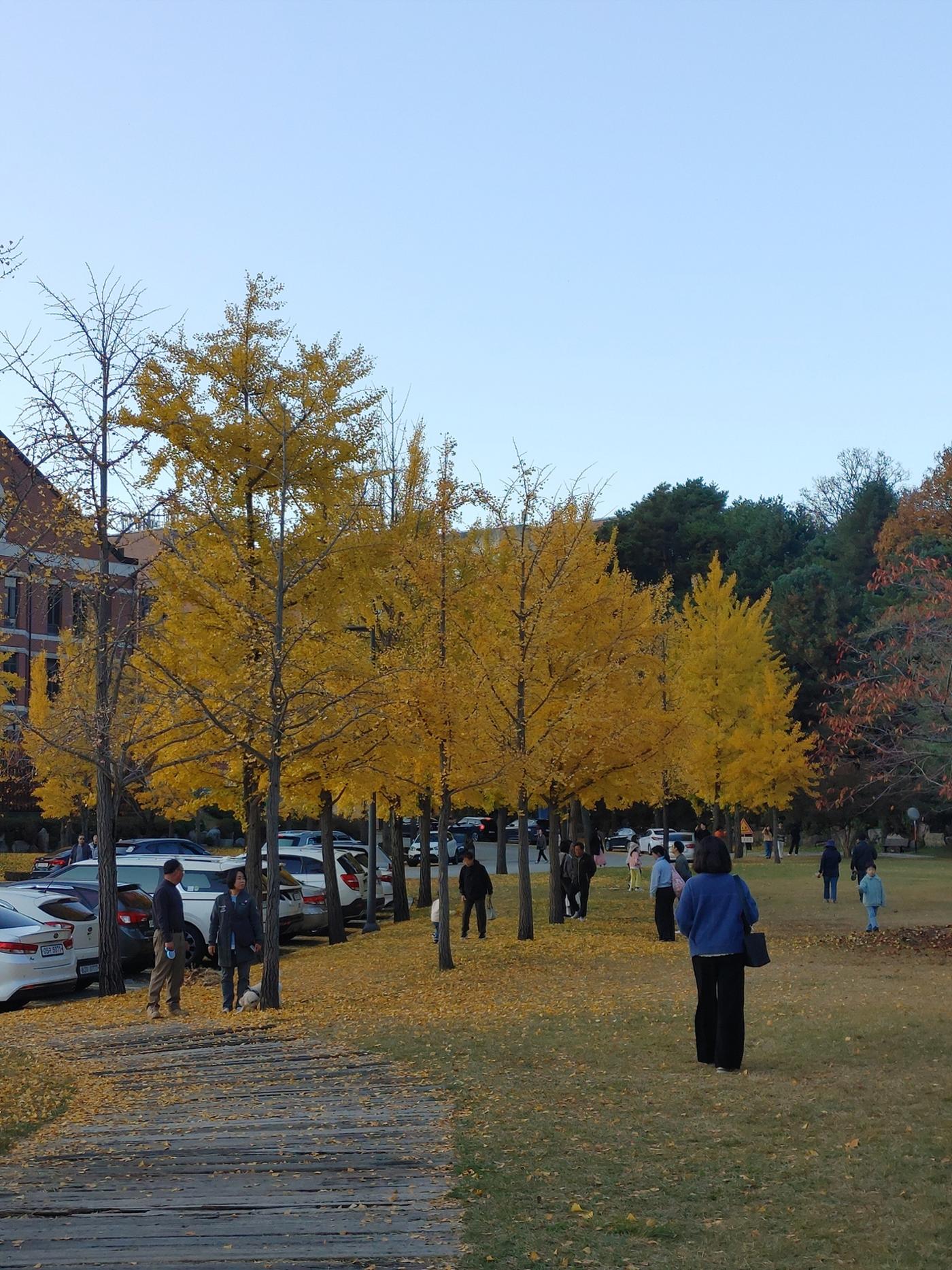 (사진) 원주 연세대학교 은행나무길 8페이지