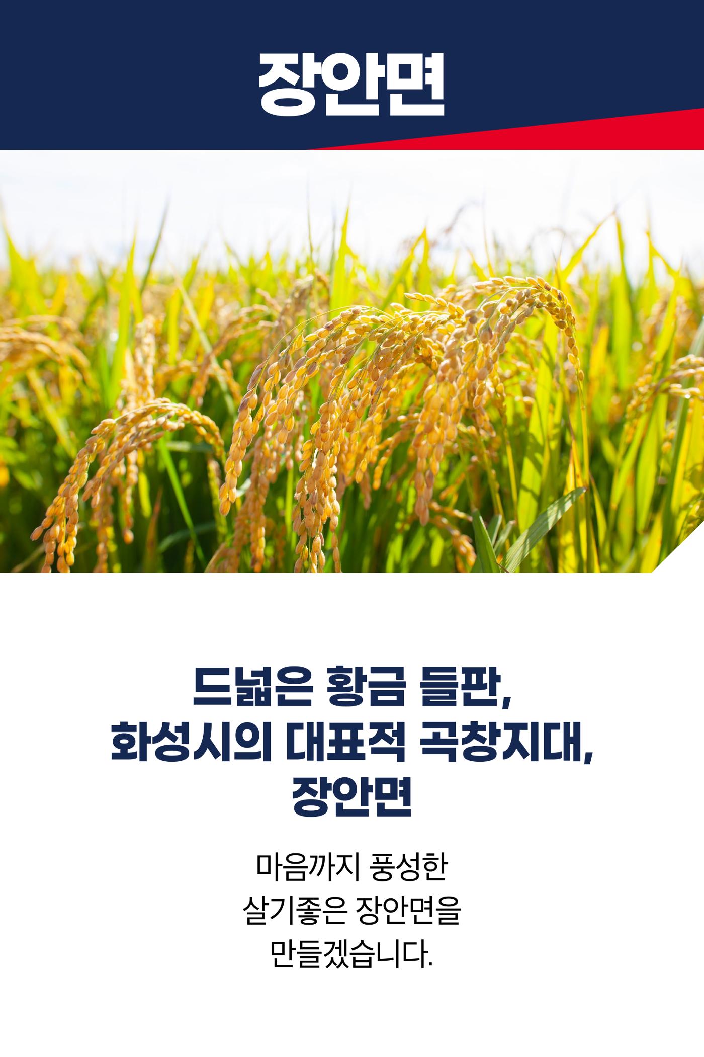 드넓은 황금 들판, 화성시의 대표적 곡창지대 장안면 3페이지